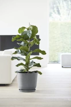 Ecopots Maceta Redonda Oslo 35 Gris - ø 35 X H. 30,5 Cm - 21,7 L 9 Ecopots Maceta Redonda Oslo 35 Gris - ø 35 X H. 30,5 Cm - 21,7 L -Intemperie Jardín Tienda 39547e15b14c7ae1