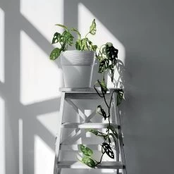 Prosperplast Maceta FURU 147x147x148 Blanco -Intemperie Jardín Tienda 65bd6edc45031954