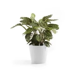 Ecopots Maceta Redonda Amsterdam 25 Pure White - ø 25,4 X H. 24,5 Cm - 9,7 L -Intemperie Jardín Tienda b52ff22e93daa45d