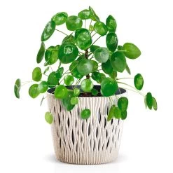 Prosperplast Macetero Ocre,con Depósito SANDY ROUND 26,2x26,2x22,2cm7,9 L 12 Prosperplast Macetero Ocre,con Depósito SANDY ROUND 26,2x26,2x22,2cm7,9 L -Intemperie Jardín Tienda bf0c182f6b7ecd09