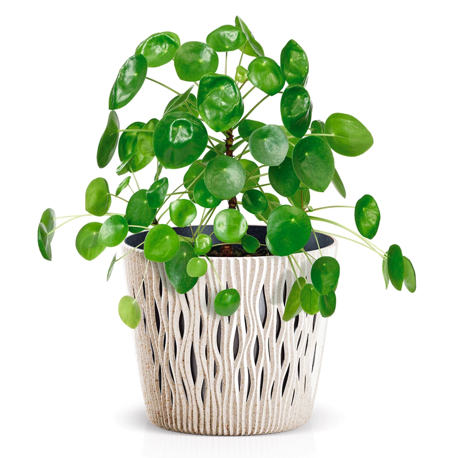 Prosperplast Macetero Ocre,con Depósito SANDY ROUND 26,2x26,2x22,2cm7,9 L 7 Prosperplast Macetero Ocre,con Depósito SANDY ROUND 26,2x26,2x22,2cm7,9 L - Imagen 5